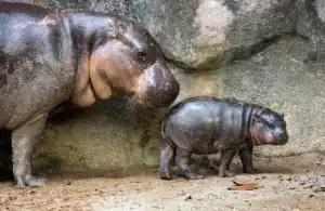 ไปสวนสัตว์เปิดเขาเขียว เที่ยวดูหมูเด้งง่าย ๆ ไม่มีรถก็ไปได้!