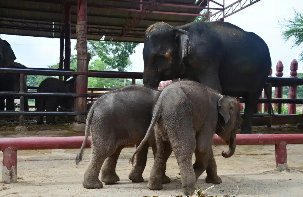 ขับรถเที่ยวภูเก็ต ศูนย์อนุรักษ์ช้าง